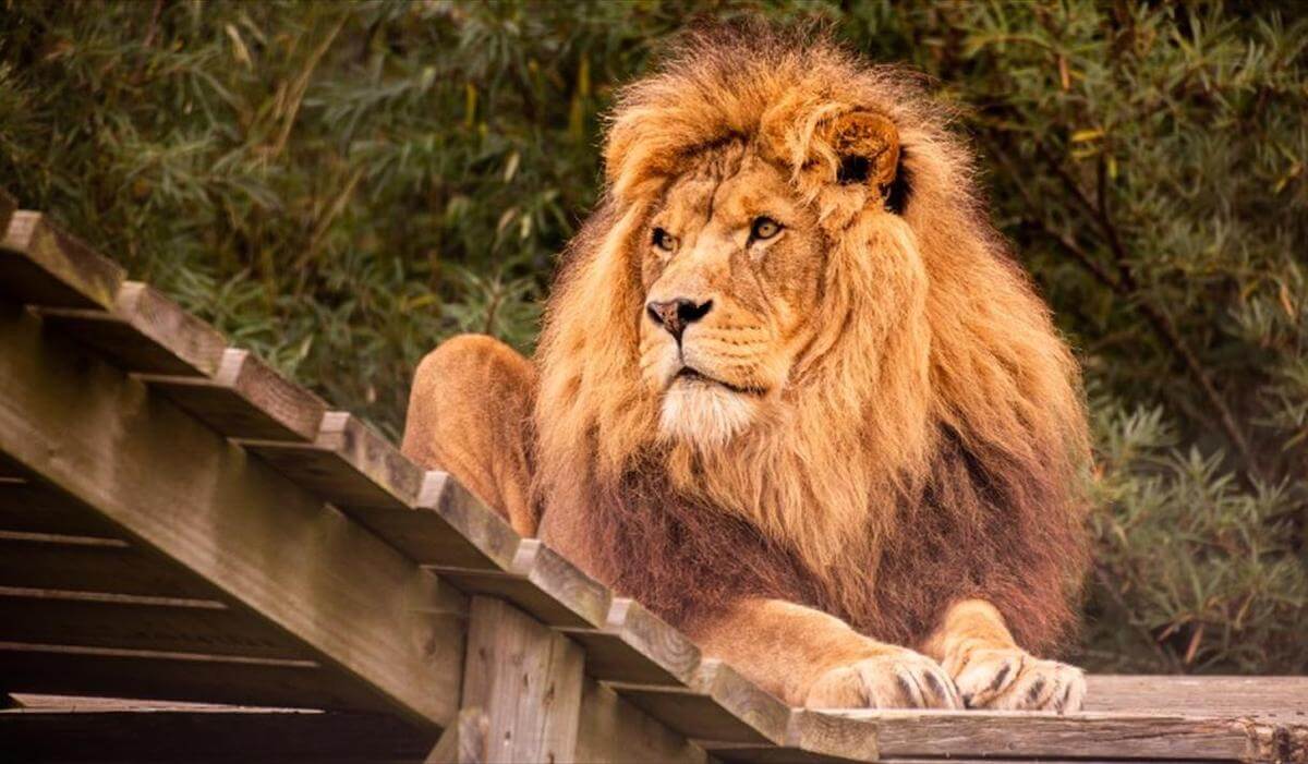 Families can interact with various animals at the Noah's Ark Zoo Farm, located just outside of Bristol