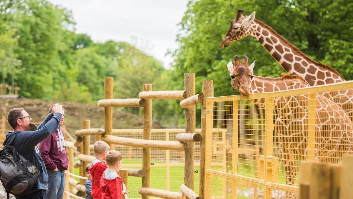 Young adventurers exploring the Wild Place Project, observing animals like giraffes and cheetahs in this wildlife conservation park near Bristol